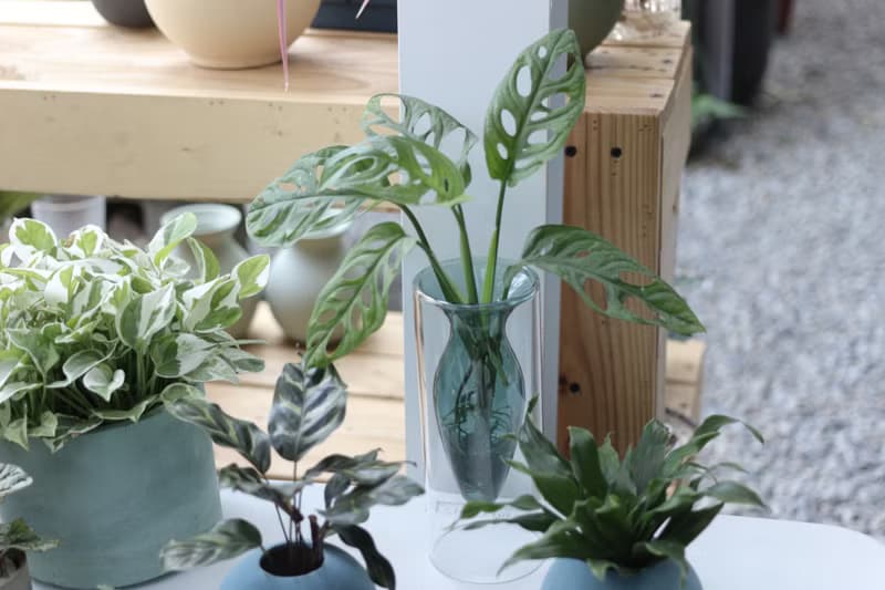 水培植栽│窗孔龜背芋_室內植物 辦公室盆栽 店內擺設 送禮