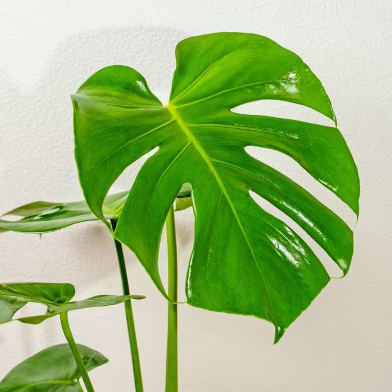 龜背芋 流線白陶盆栽 開幕盆栽推薦 桌上盆栽 送禮