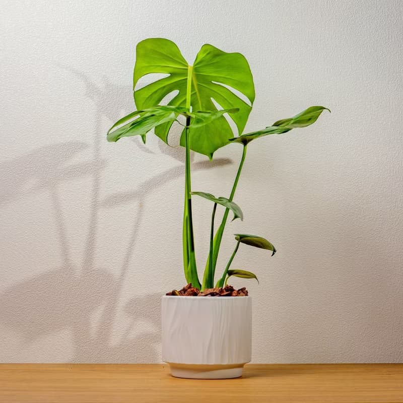 龜背芋 流線白陶盆栽 開幕盆栽推薦 桌上盆栽 送禮