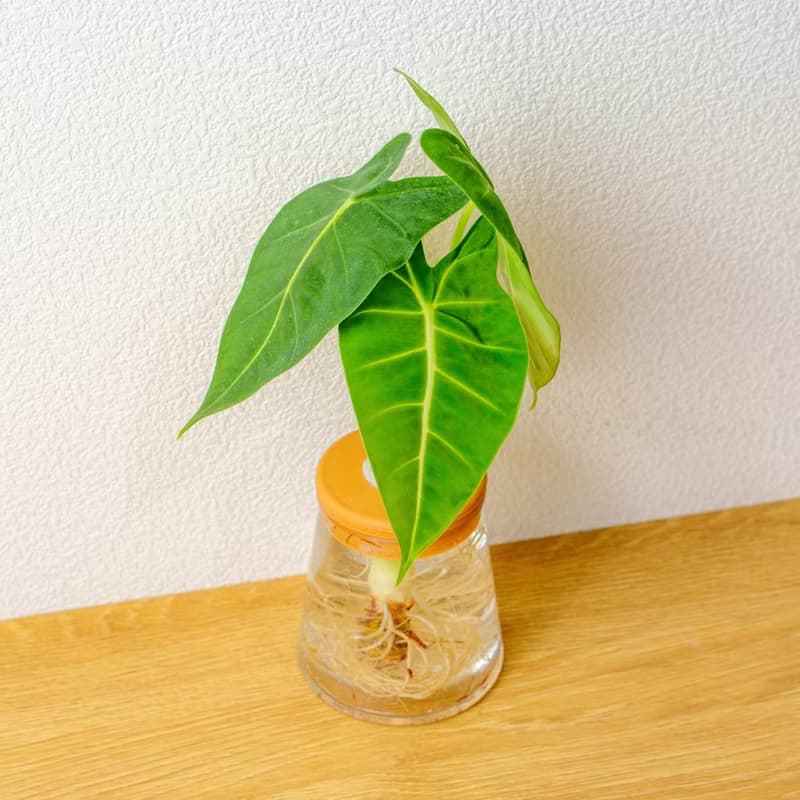 絨葉觀音蓮 三角水耕盆栽 室內植物 觀葉植物 禮物 水培 桌上盆栽