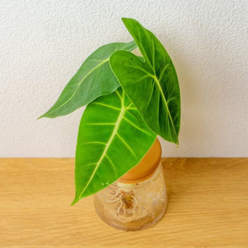 絨葉觀音蓮 三角水耕盆栽 室內植物 觀葉植物 禮物 水培 桌上盆栽