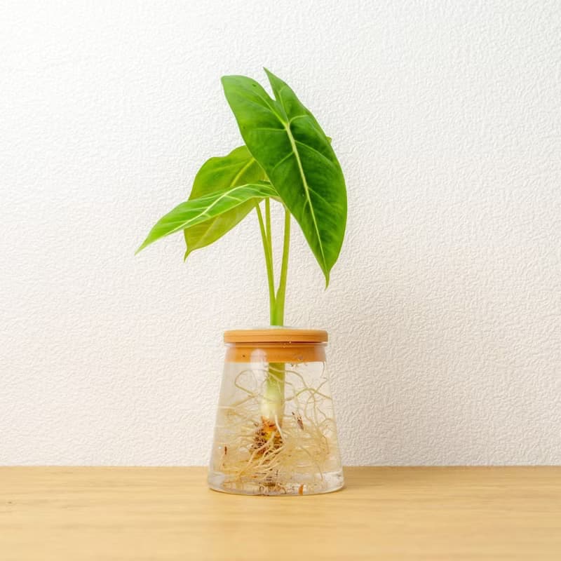 絨葉觀音蓮 三角水耕盆栽 室內植物 觀葉植物 禮物 水培 桌上盆栽