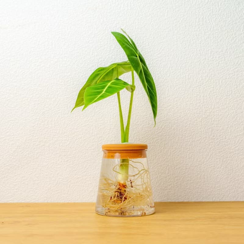 絨葉觀音蓮 三角水耕盆栽 室內植物 觀葉植物 禮物 水培 桌上盆栽