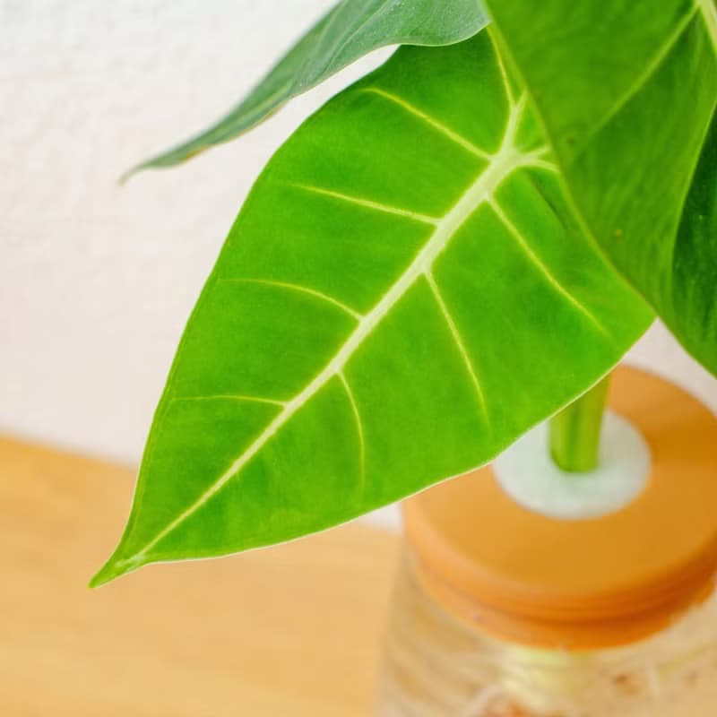 絨葉觀音蓮 三角水耕盆栽 室內植物 觀葉植物 禮物 水培 桌上盆栽