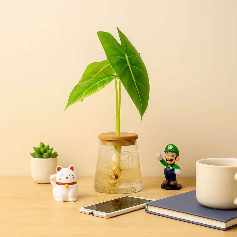 絨葉觀音蓮 三角水耕盆栽 室內植物 觀葉植物 禮物 水培 桌上盆栽