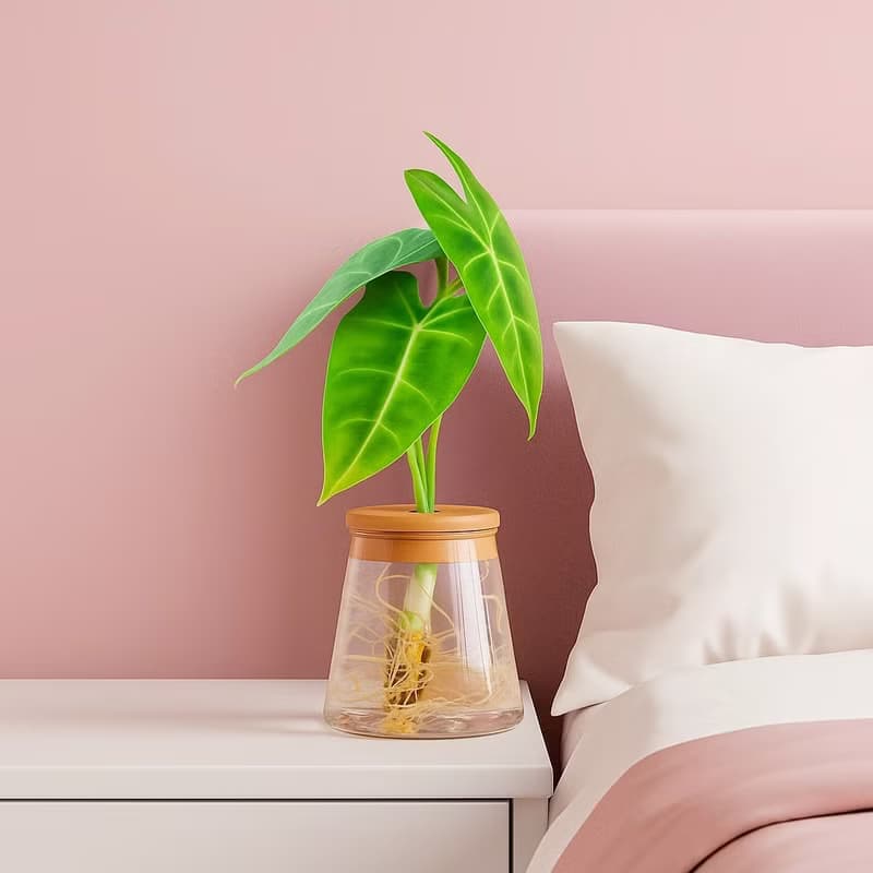 絨葉觀音蓮 三角水耕盆栽 室內植物 觀葉植物 禮物 水培 桌上盆栽