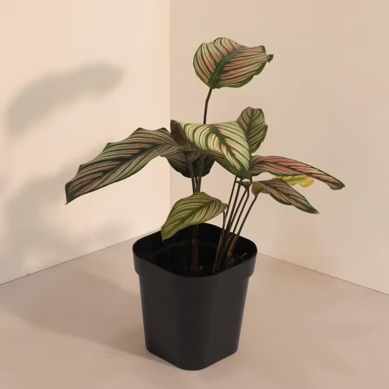 Calathea whitest 斜紋 _室內植栽