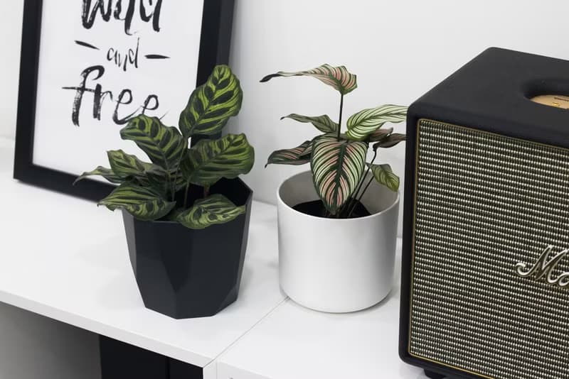 Calathea whitest 斜紋 _室內植栽
