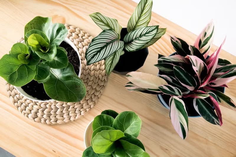 Calathea whitest 斜紋 _室內植栽