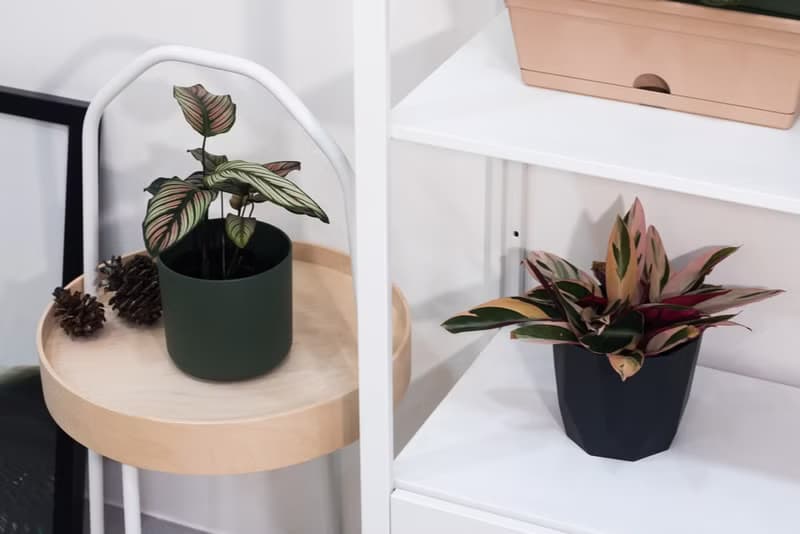 Calathea whitest 斜紋 _室內植栽