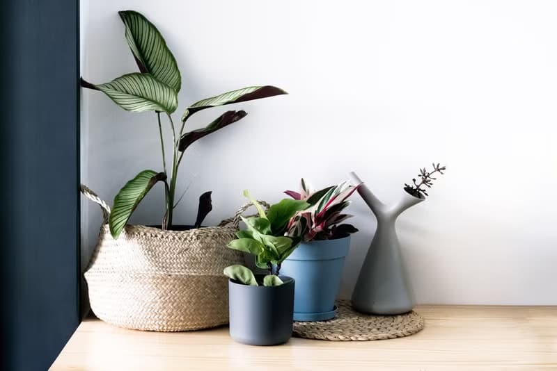 Calathea whitest 斜紋 _室內植栽