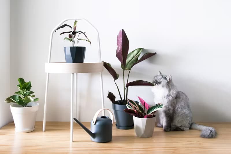 Calathea whitest 斜紋 _室內植栽