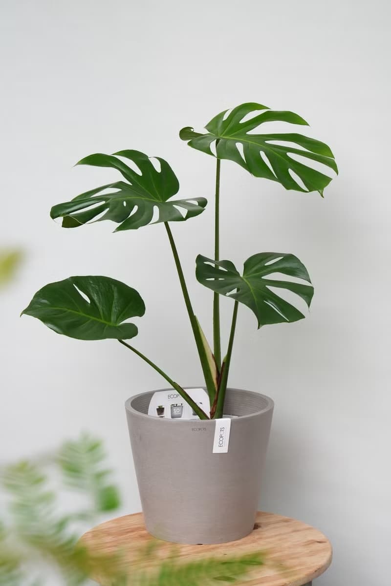 龜背芋│有植 Yuzhi