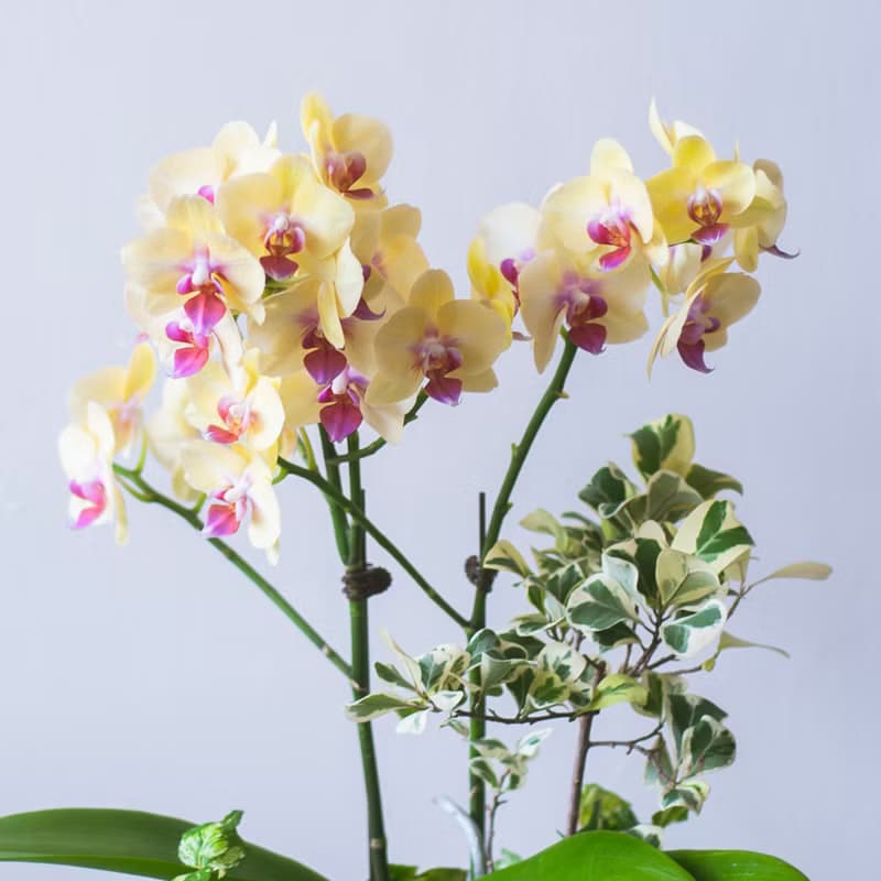 黃金富樂蘭花觀葉盆栽 | 榮升 | 開幕送禮 | 居家佈置