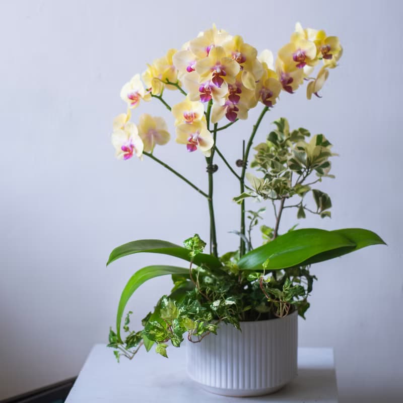 黃金富樂蘭花觀葉盆栽 | 榮升 | 開幕送禮 | 居家佈置