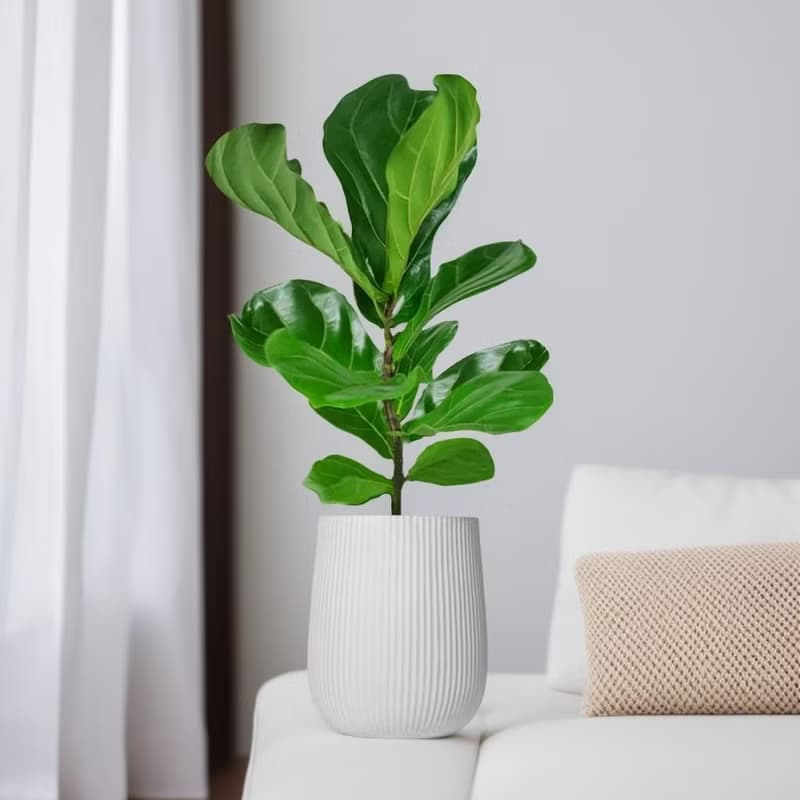 琴葉榕水泥盆栽 大盆栽 直條湛白圓盆 落地盆栽禮 北歐極簡 植栽