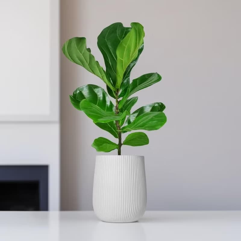 琴葉榕水泥盆栽 大盆栽 直條湛白圓盆 落地盆栽禮 北歐極簡 植栽