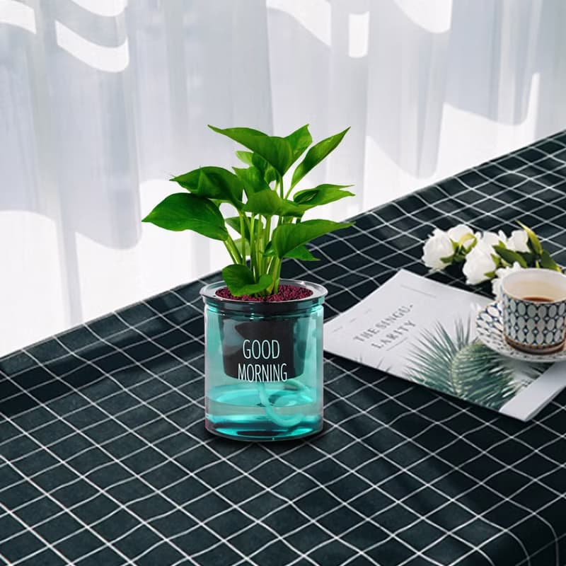 植栽 室內盆栽 黃金葛