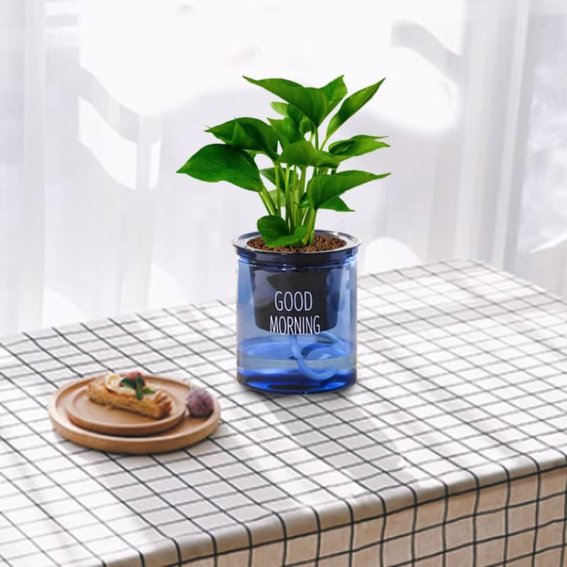 植栽 室內盆栽 黃金葛
