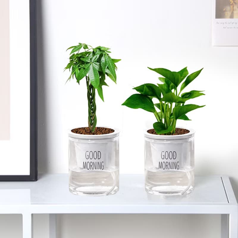 植栽 室內盆栽 黃金葛