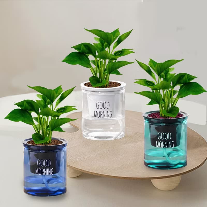 植栽 室內盆栽 黃金葛