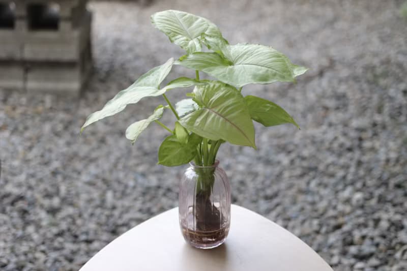 水培植栽│金玉合果芋_室內植物 吹製玻璃  淡粉