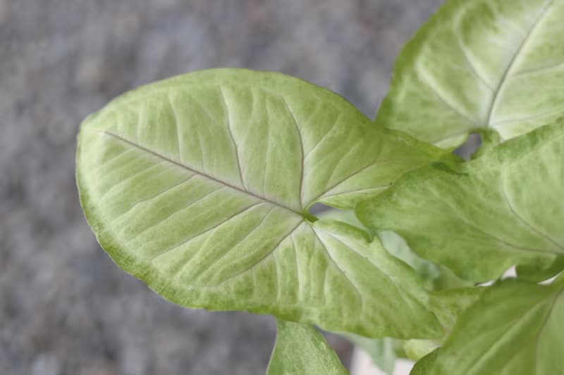 水培植栽│金玉合果芋_室內植物 吹製玻璃  淡粉