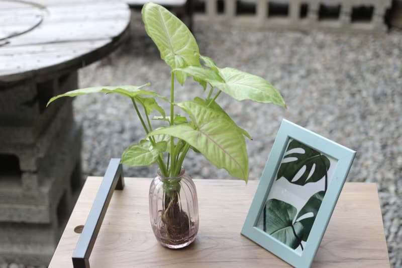 水培植栽│金玉合果芋_室內植物 吹製玻璃  淡粉