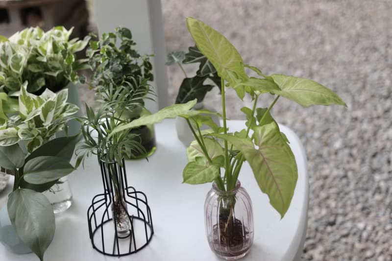 水培植栽│金玉合果芋_室內植物 吹製玻璃  淡粉
