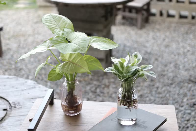 水培植栽│金玉合果芋_室內植物 吹製玻璃  淡粉