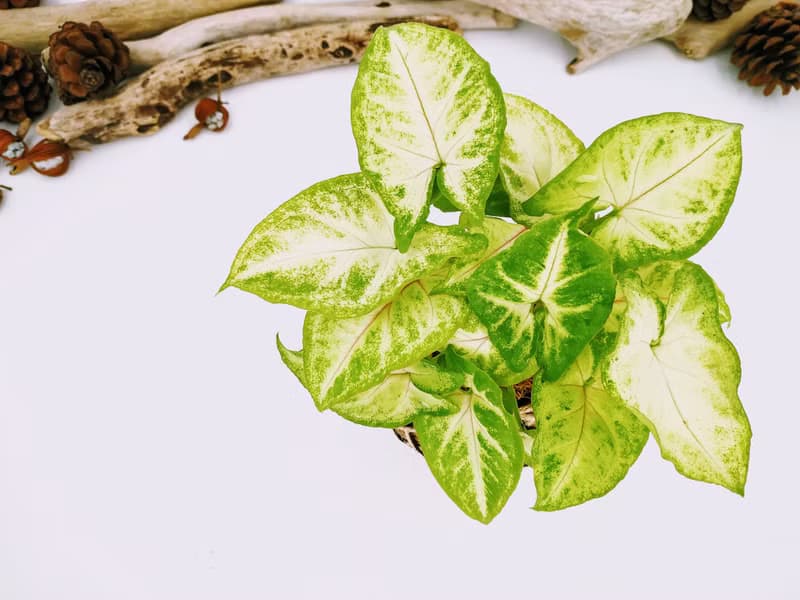 金玉合果芋苔球│板植│室內植物│窗邊植物│觀葉植物