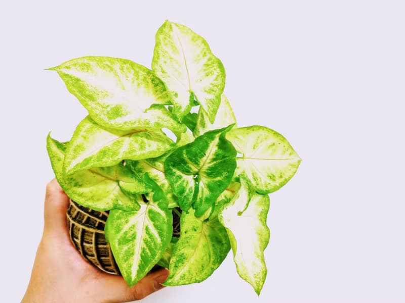 金玉合果芋苔球│板植│室內植物│窗邊植物│觀葉植物