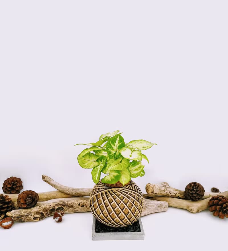 金玉合果芋苔球│板植│室內植物│窗邊植物│觀葉植物