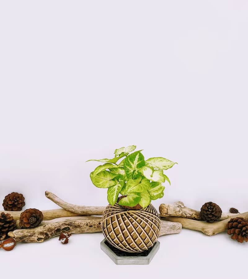 金玉合果芋苔球│板植│室內植物│窗邊植物│觀葉植物