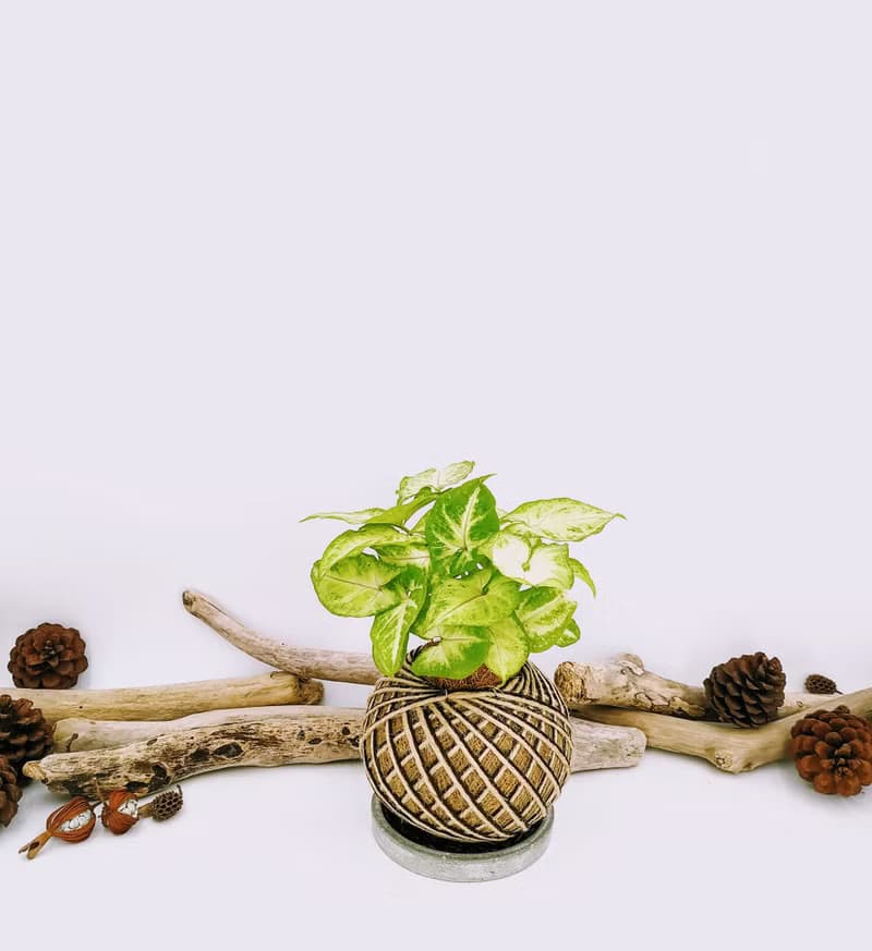 金玉合果芋苔球│板植│室內植物│窗邊植物│觀葉植物