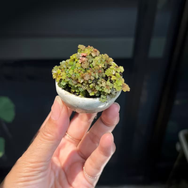 日本極姬虎耳草A∣討喜療癒豆盆栽 微光植物