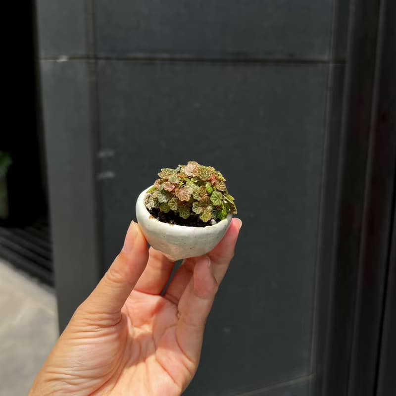 日本極姬虎耳草A∣討喜療癒豆盆栽 微光植物