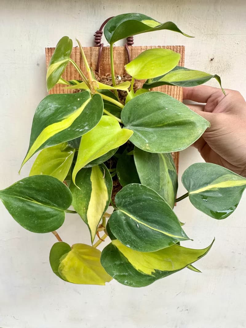 【斑葉桃心蔓】開幕送禮 開幕 上板植物 觀葉植物 室內植物
