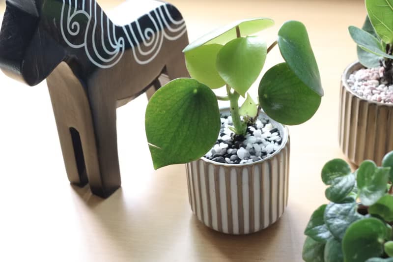 土培植栽│荷葉椒草_室內植物 辦公室盆栽 店內擺設 送禮