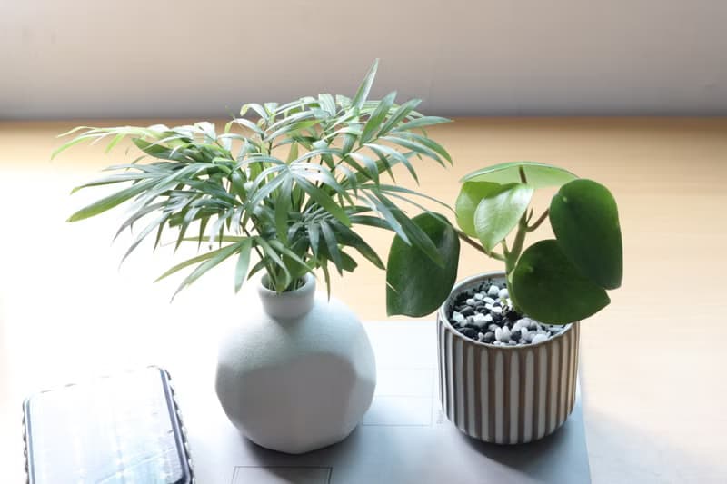 土培植栽│荷葉椒草_室內植物 辦公室盆栽 店內擺設 送禮