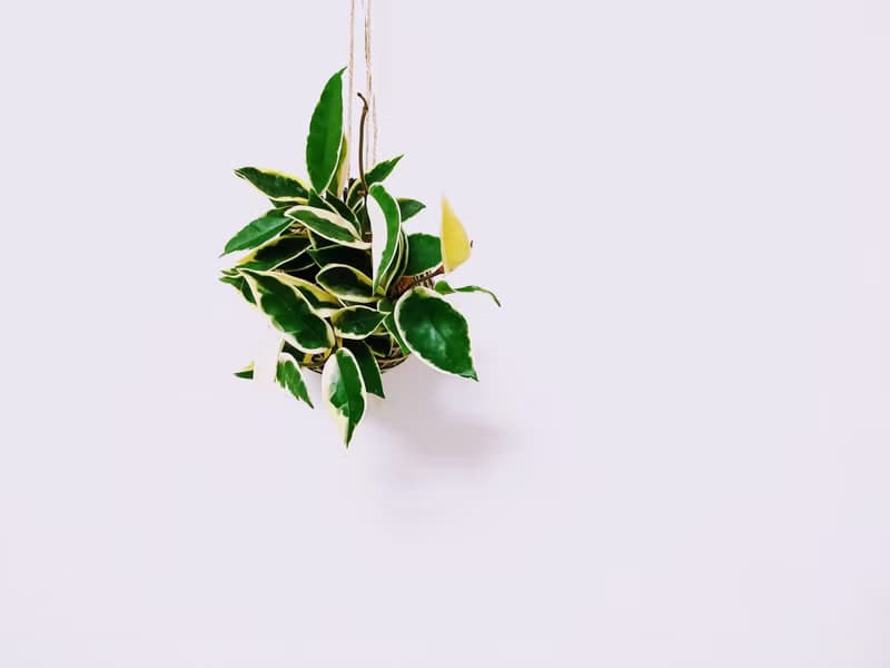 斑葉毬蘭苔球│板植│窗邊植物│多肉植物│觀葉植物