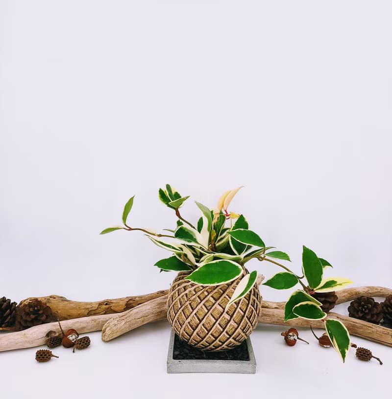 斑葉毬蘭苔球│板植│窗邊植物│多肉植物│觀葉植物