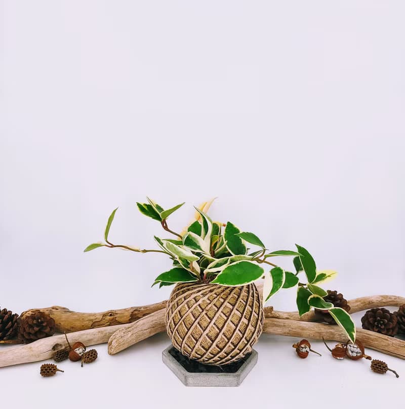 斑葉毬蘭苔球│板植│窗邊植物│多肉植物│觀葉植物