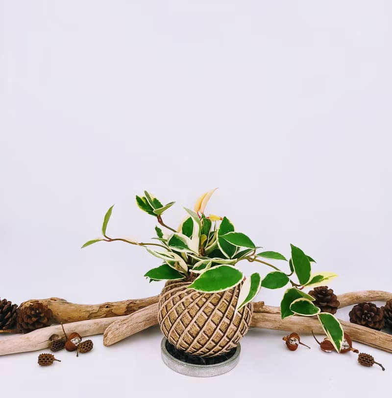 斑葉毬蘭苔球│板植│窗邊植物│多肉植物│觀葉植物