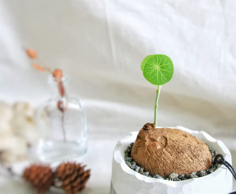 塊根植物 / m-圓葉山烏龜 • 黑武士稜火山 / 植栽