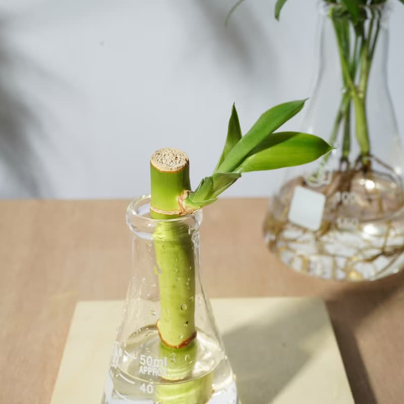 好好養水耕系列 - 小水耕系列 禮物