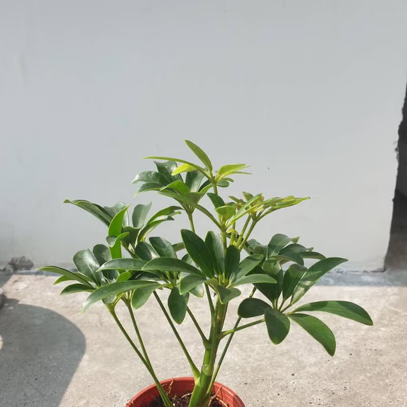 植栽 室內盆栽 鵝掌藤 懶人盆栽 無印風