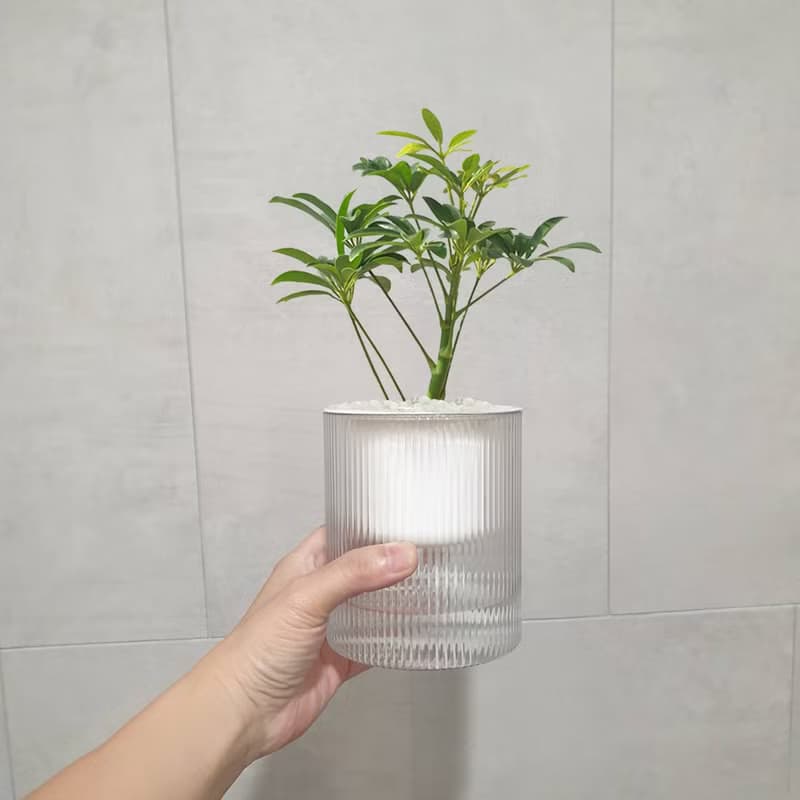 植栽 室內盆栽 鵝掌藤 懶人盆栽 無印風