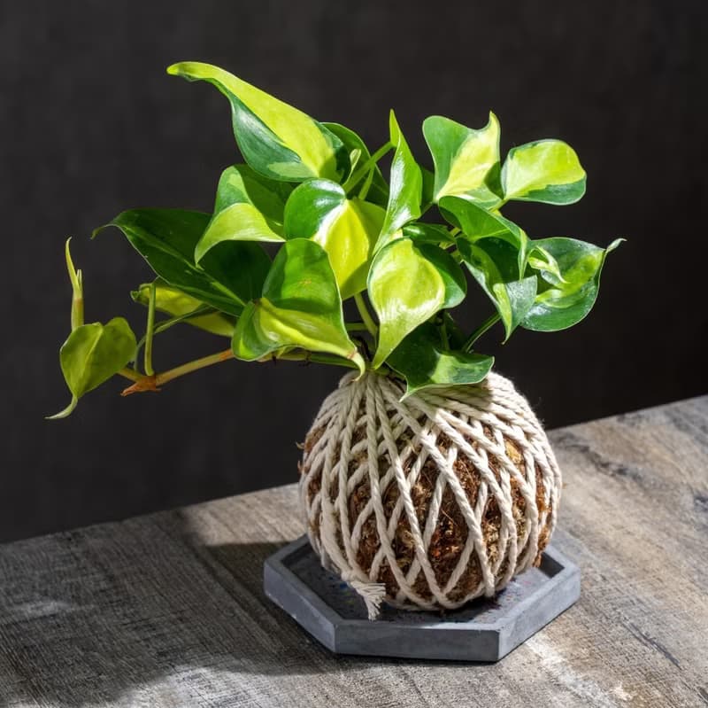 心葉蔓綠絨苔球 苔球植物 苔玉 適合室內植物 辦公室植物