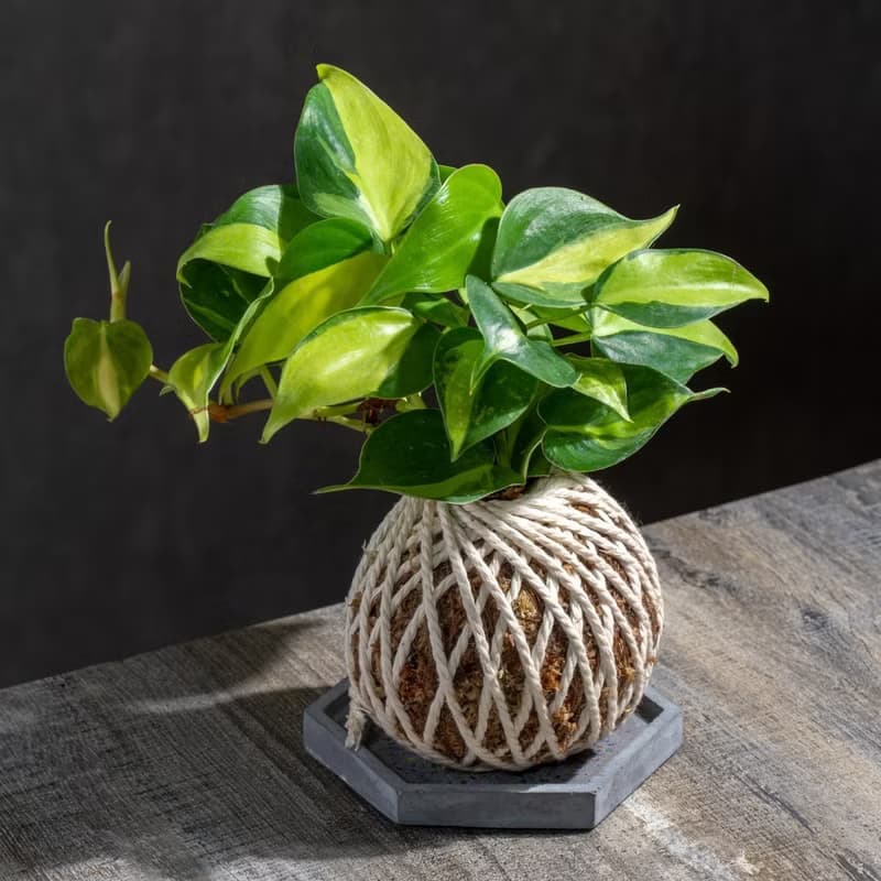 心葉蔓綠絨苔球 苔球植物 苔玉 適合室內植物 辦公室植物